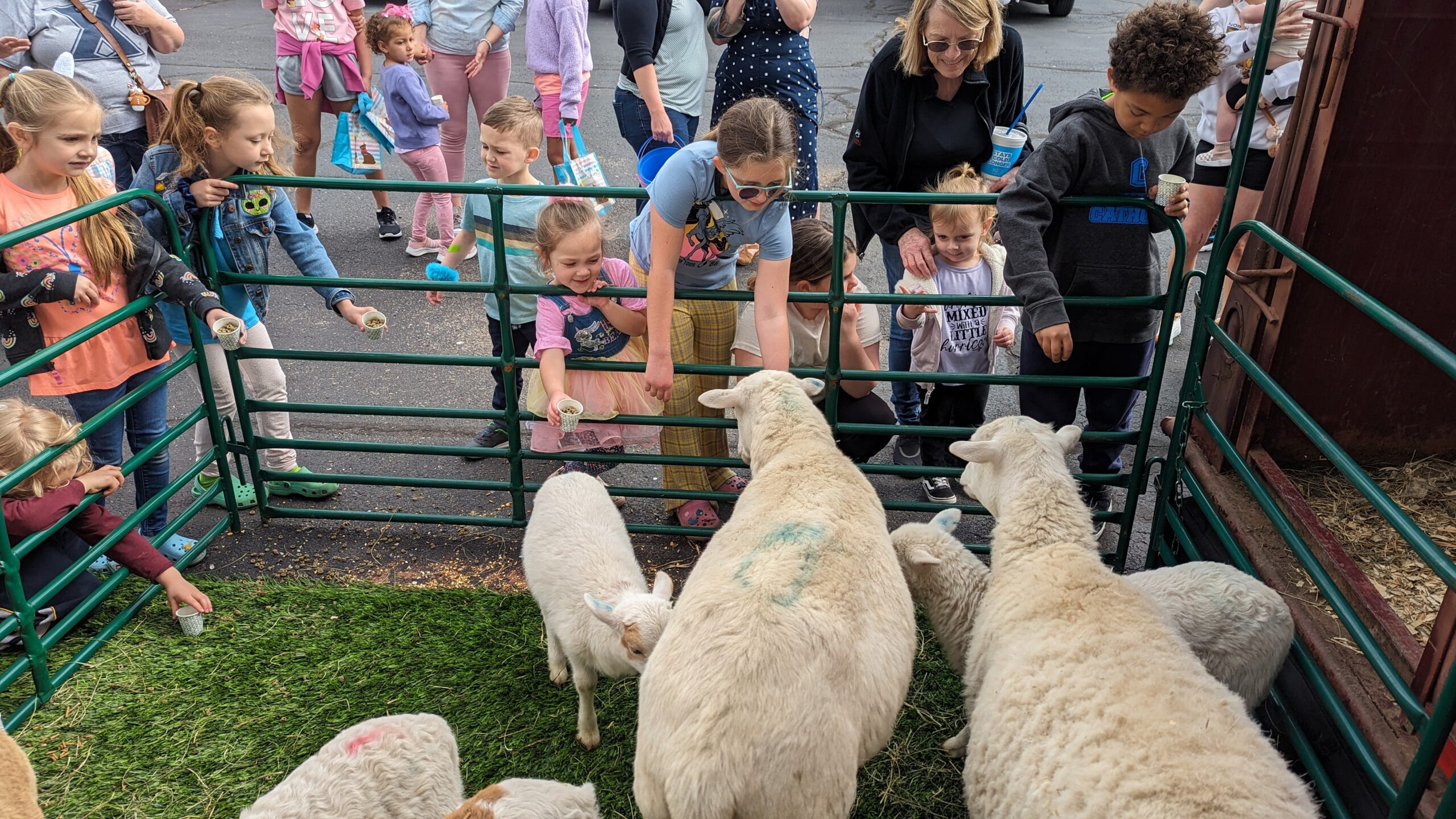 children feeding sheep through a fence